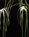 Brassavola cucullata - Unique Orchid with Long, Spidery Blooms