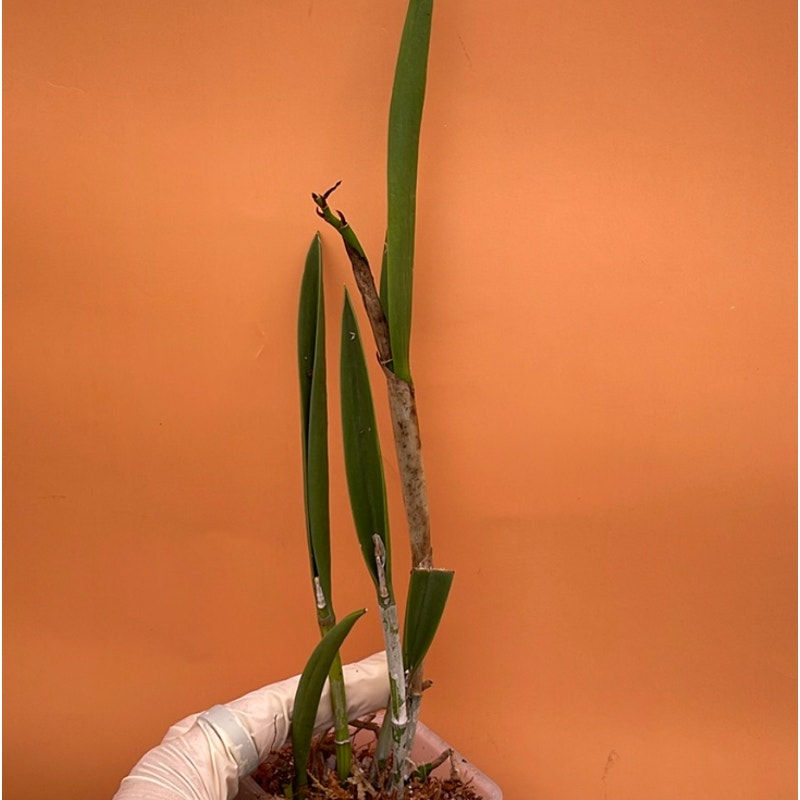 Bc. Gulfshore Beauty 'Torino' BM/JOGA Rare collector orchid blooming size