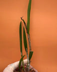 Bc. Gulfshore Beauty 'Torino' BM/JOGA Rare collector orchid blooming size