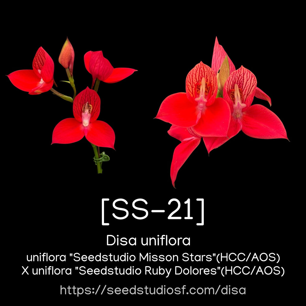 [SS-21]Disa uniflora (species) Seedling — Rare Collector Orchid | Seed Studio® Breeding Line