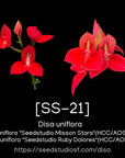 [SS-21]Disa uniflora (species) Seedling — Rare Collector Orchid | Seed Studio® Breeding Line