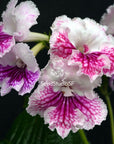 Streptocarpus [Bat-Mandarin] | Year-Round Blooms |  African Violet-Like SEED STUDIO®