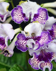 Streptocarpus [BAT-Bird] | Year-Round Blooms |  African Violet-Like SEED STUDIO®