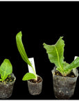 Streptocarpus 5 Plants (In Bloom/In Bud) | Year-Round Blooms | Easy Care | African Violet-Like SEED STUDIO®