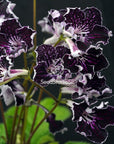 Streptocarpus [DEM-Jaguar] | Year-Round Blooms |  African Violet-Like SEED STUDIO®