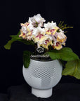 Streptocarpus [Maja] | Year-Round Blooms |  African Violet-Like SEED STUDIO®