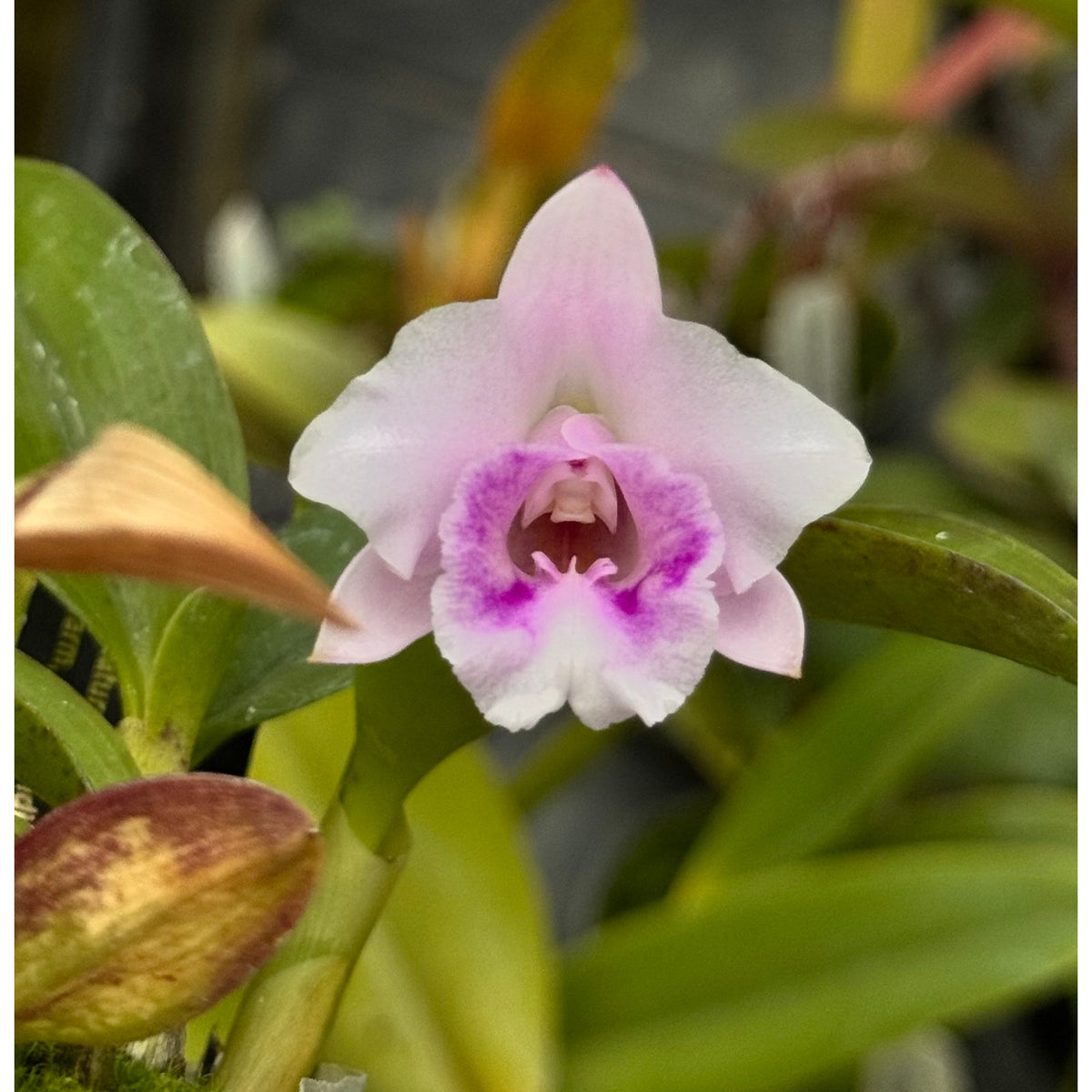 Cattleya alaorii Rare collector orchid blooming size
