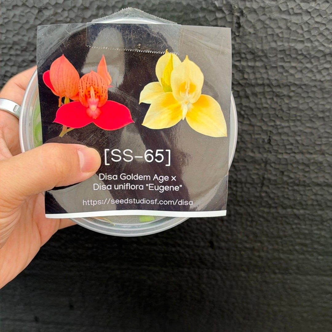 [SS-65] Disa Goldem Age x Disa uniflora "Eugene" Flask by Seed Studio® Rare orchid