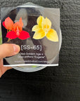 [SS-65] Disa Goldem Age x Disa uniflora "Eugene" Flask by Seed Studio® Rare orchid