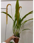 Dendrochilum magnum Fragrant Rare collector orchid blooming size