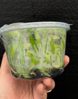 [SS-74] Disa uniflora "Eugene" x Disg uniflora "Seed Studio Lemon Light" (HCC/AOS) Flask by Seed Studio®