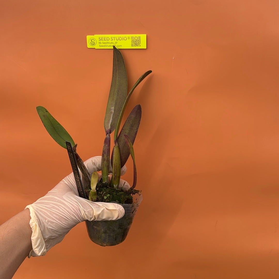 Cattleya gaskelliana coerulea Rare collector orchid blooming size