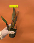 Cattleya gaskelliana coerulea Rare collector orchid blooming size