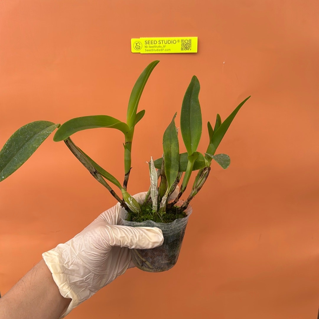 Guarianthe skinneri f. coerulea Rare collector orchid blooming size