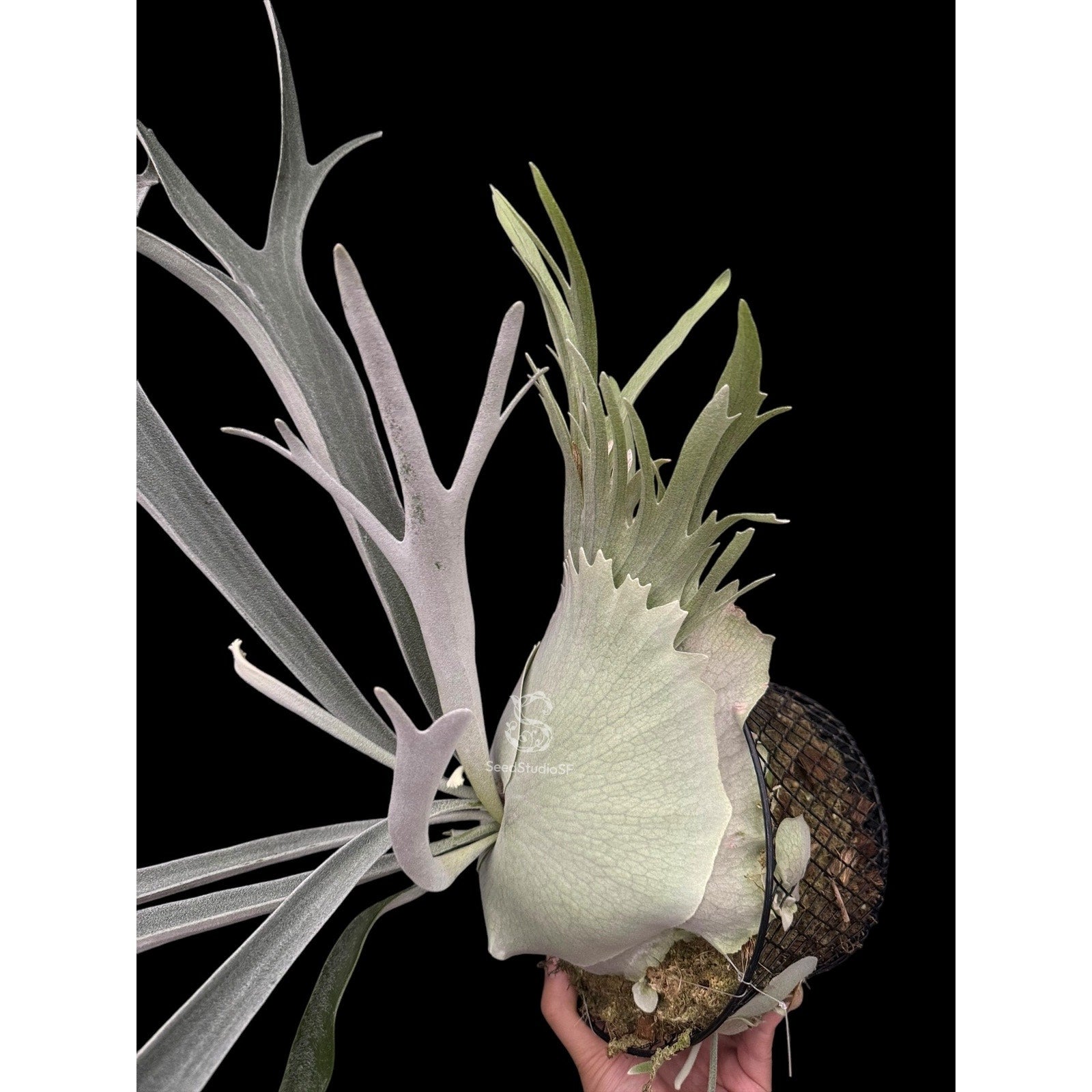 Copied - Platycerium veitchii 