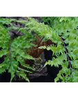 Drynaria rigidula ‘Whitei’ - Unique Fern with Striking Foliage