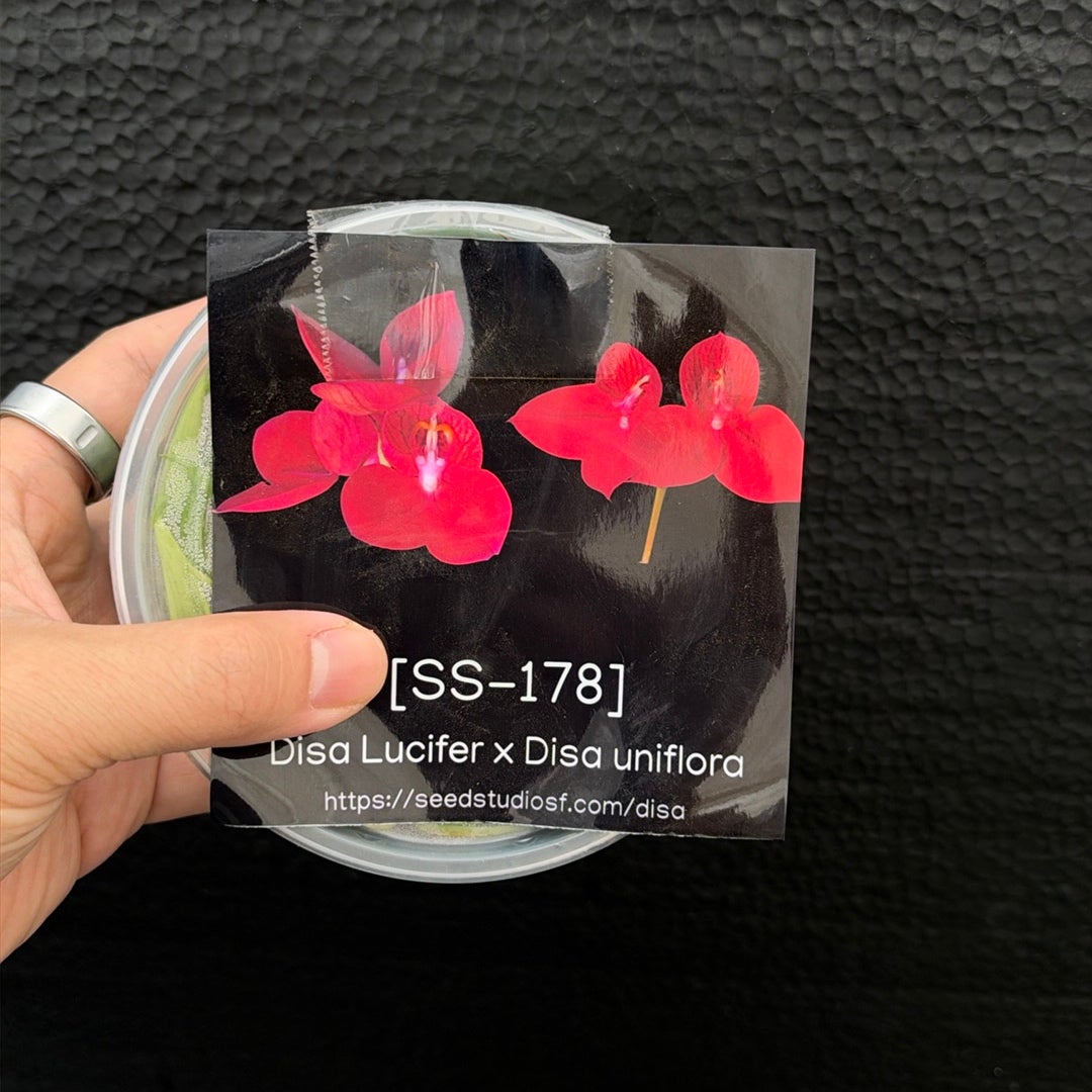 [SS-178] Disa Lucifer x Disa uniflora Flask by Seed Studio®