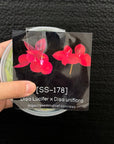 [SS-178] Disa Lucifer x Disa uniflora Flask by Seed Studio®