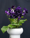 Streptocarpus [DS-Black Magic] | Year-Round Blooms |  African Violet-Like SEED STUDIO®