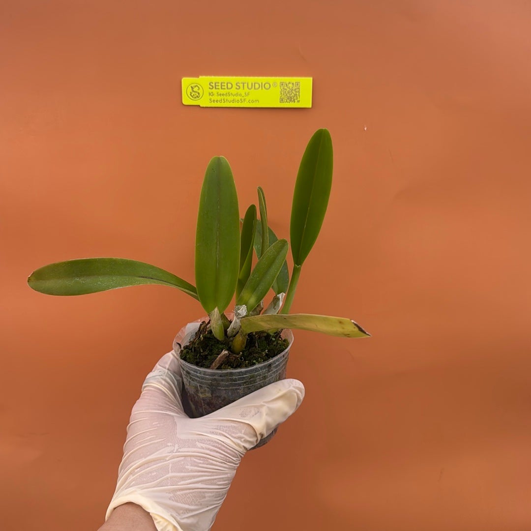 Cattleya trianaei f. coerulea Rare collector orchid blooming size