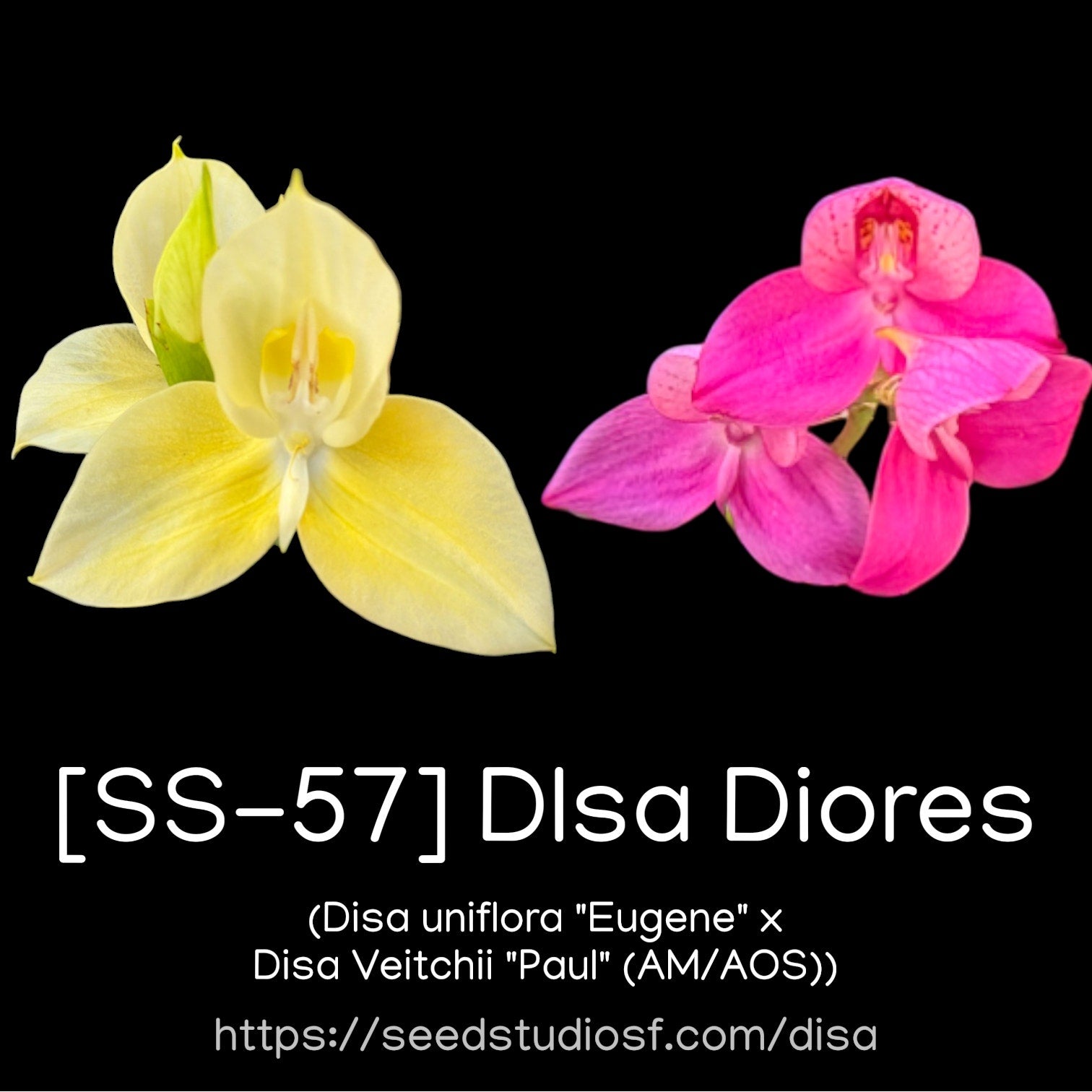 [SS-57] Disa Diores Bird Seedling — Rare Collector Orchid | Seed Studio® Breeding Line