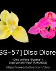 [SS-57] Disa Diores Bird Seedling — Rare Collector Orchid | Seed Studio® Breeding Line