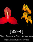 [SS-4] Disa Lancer Smith Seedling — Rare Collector Orchid | Seed Studio® Breeding Line