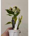 Dendrobium atroviolaceum Rare collector orchid blooming size