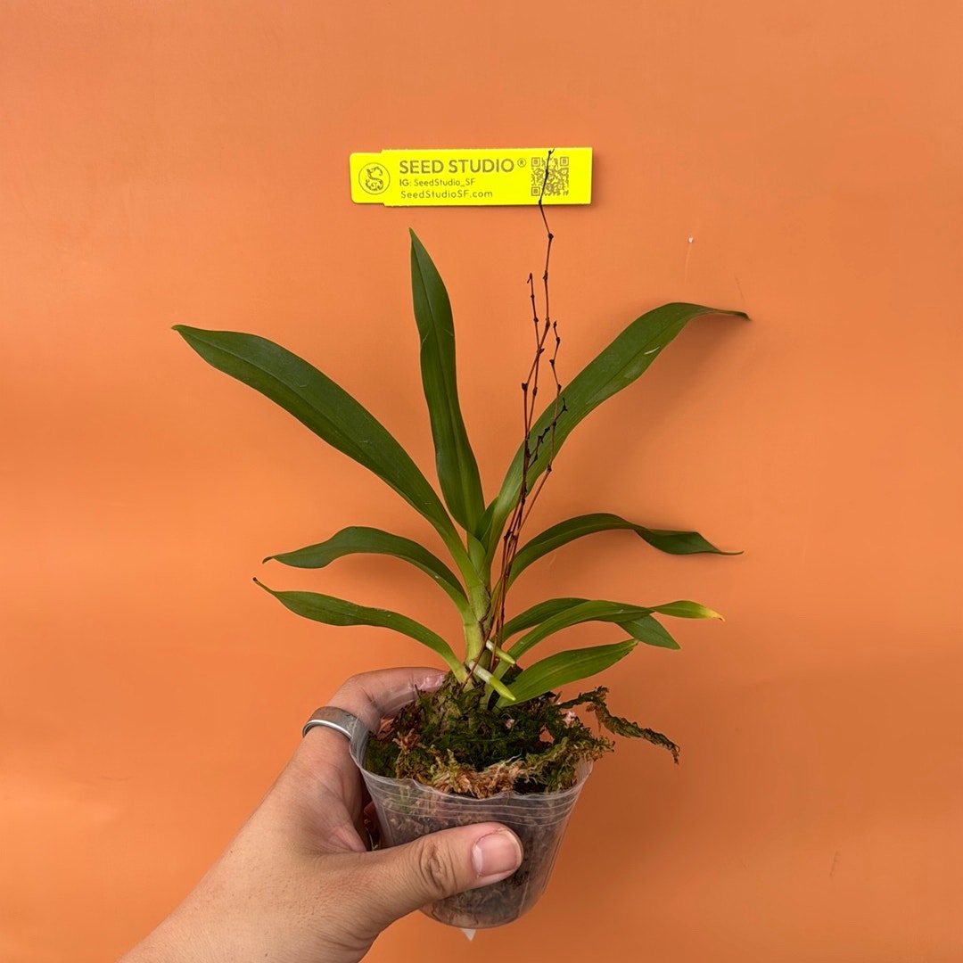 Angraecum calceolus Rare collector orchid blooming size