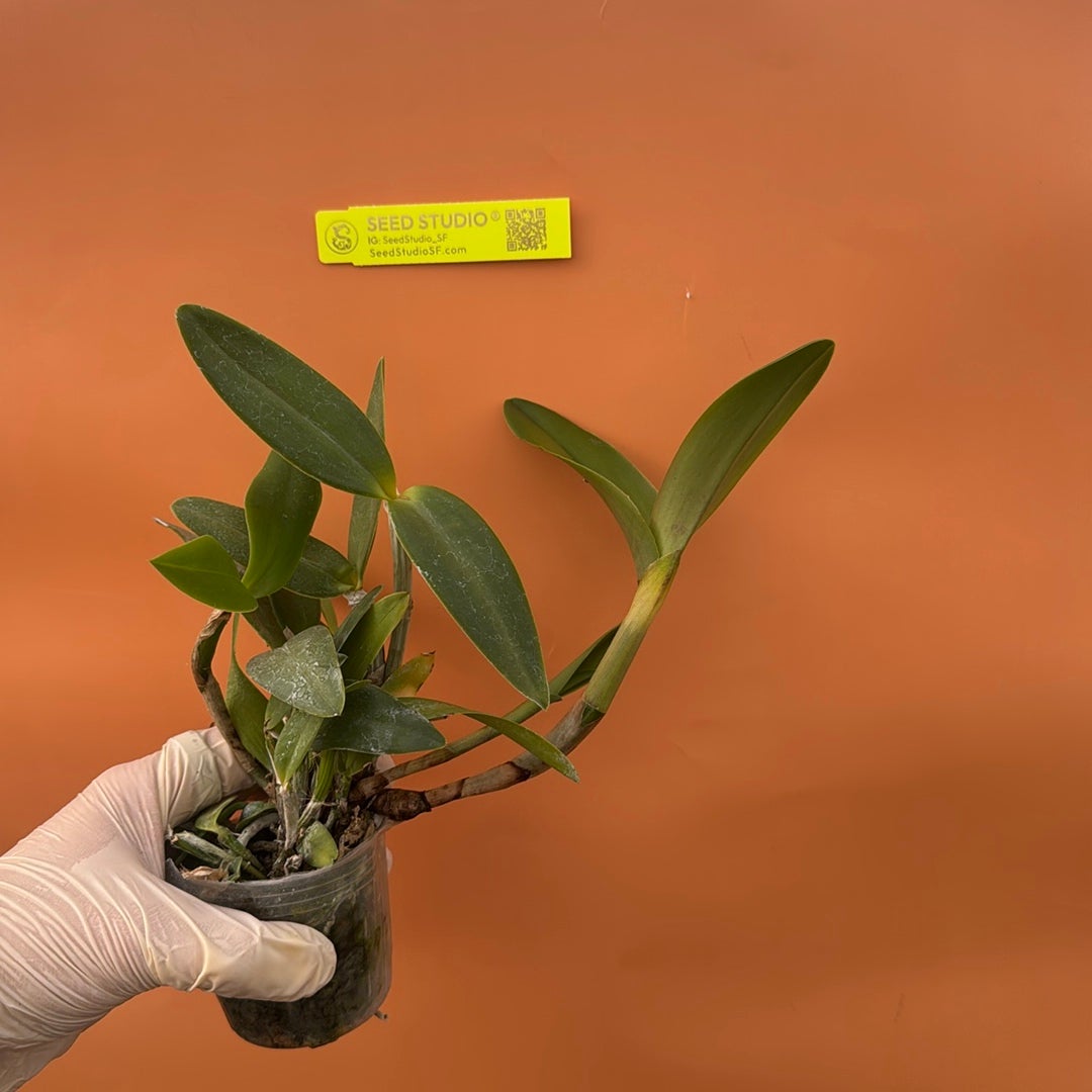 Cattleya intermedia Rare collector orchid blooming size