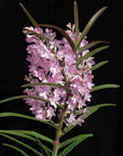 Ascocentrum christensonianum Compact Vibrant Blooms orchid blooming size