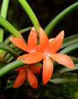 Ceratostylis retisquama orchid Compact Orange blooming size