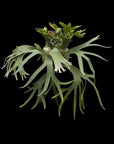 Platycerium "SS Foong" pup RARE tropical plants SEED STUDIO®