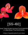 [SS-68] Disa Seedling — Rare Collector Orchid | Seed Studio® Breeding Line