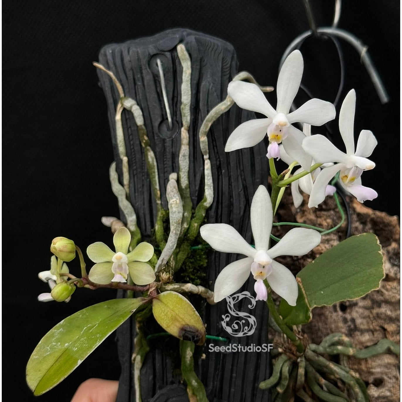 Phalaenopsis wilsonii var. albescens self