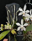Phalaenopsis wilsonii var. albescens self