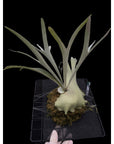 Platycerium  RARE tropical plants SEED STUDIO®