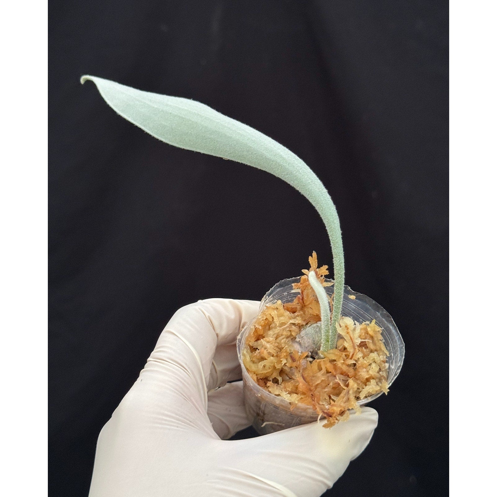 Copied - Platycerium veitchii 