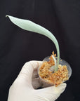 Copied - Platycerium veitchii "Auburn River" RARE tropical plants SEED STUDIO®
