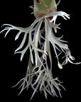 Platycerium willinckii "Yellow Moon" (OG) RARE tropical plants SEED STUDIO®