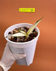 Cymbidium tracyanum VARIEGATED Rare collector orchid