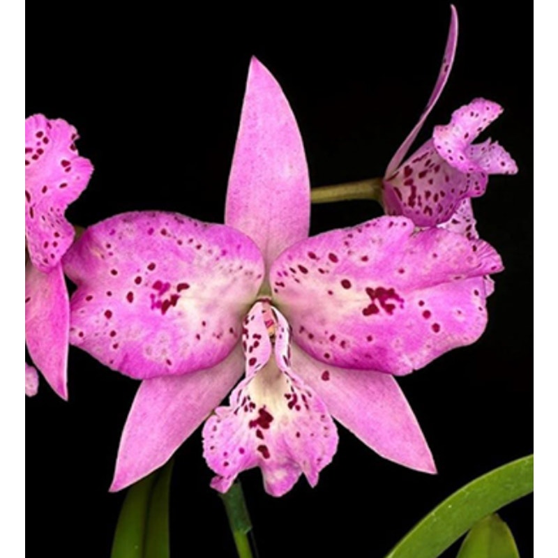 Bct. Taiwan Chameleon Rare collector orchid blooming size