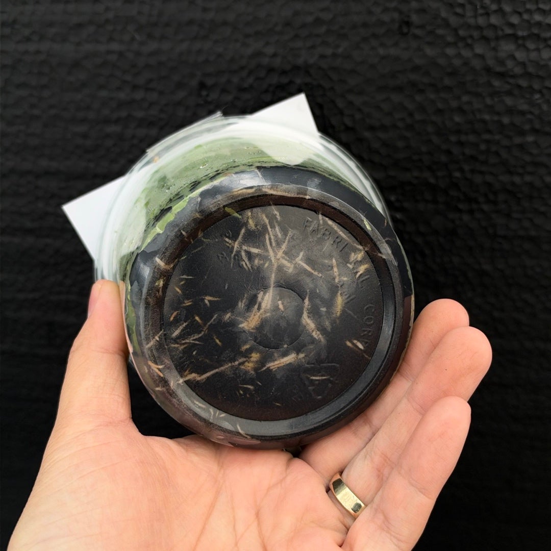 [SS-176] Disa uniflora x Disa Sunset Flask by Seed Studio®
