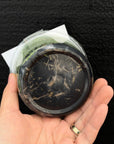 [SS-176] Disa uniflora x Disa Sunset Flask by Seed Studio®