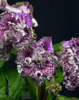 Streptocarpus [DS-2034] | Year-Round Blooms |  African Violet-Like SEED STUDIO®