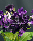 Streptocarpus [DS-Black Magic] | Year-Round Blooms |  African Violet-Like SEED STUDIO®