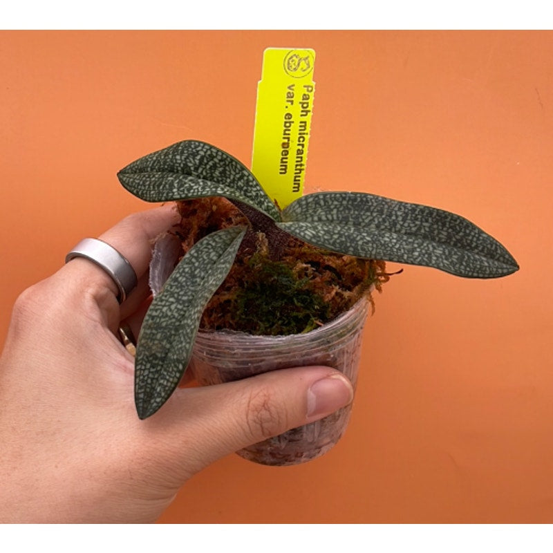 Paph micranthum var eburneum Rare collector orchid blooming size