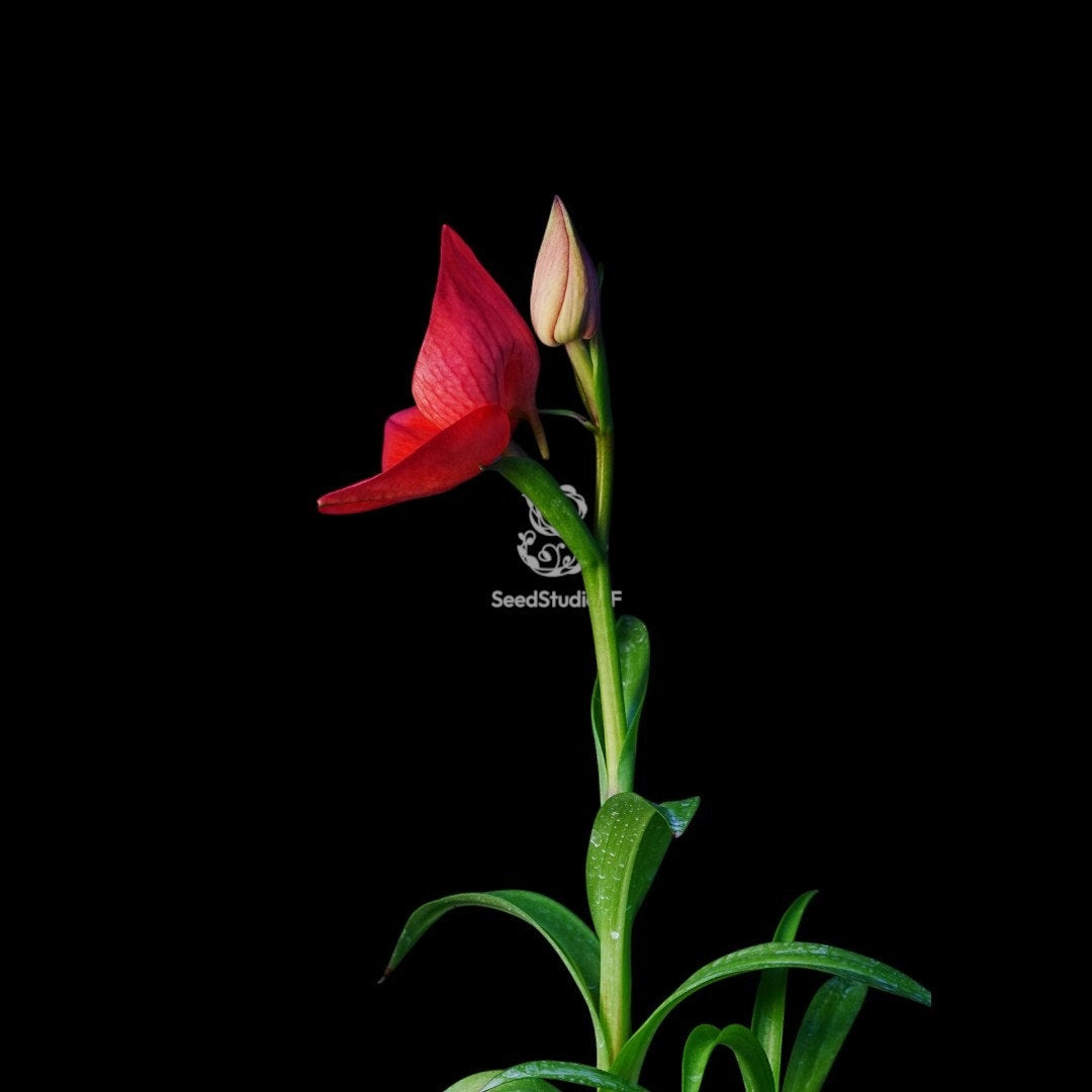 Disa uniflora "Seed Studio Ruby Crown" (AM/AOS) Rare collector orchid
