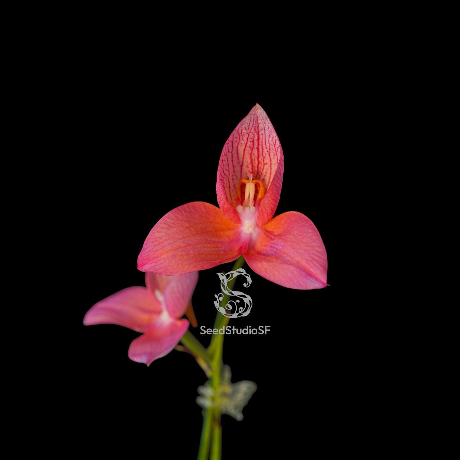 Disa Collection – SEED STUDIO COLLECTIONS