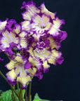 Streptocarpus [DS-2176 | DS-Bomboane] | Year-Round Blooms |  African Violet-Like SEED STUDIO®